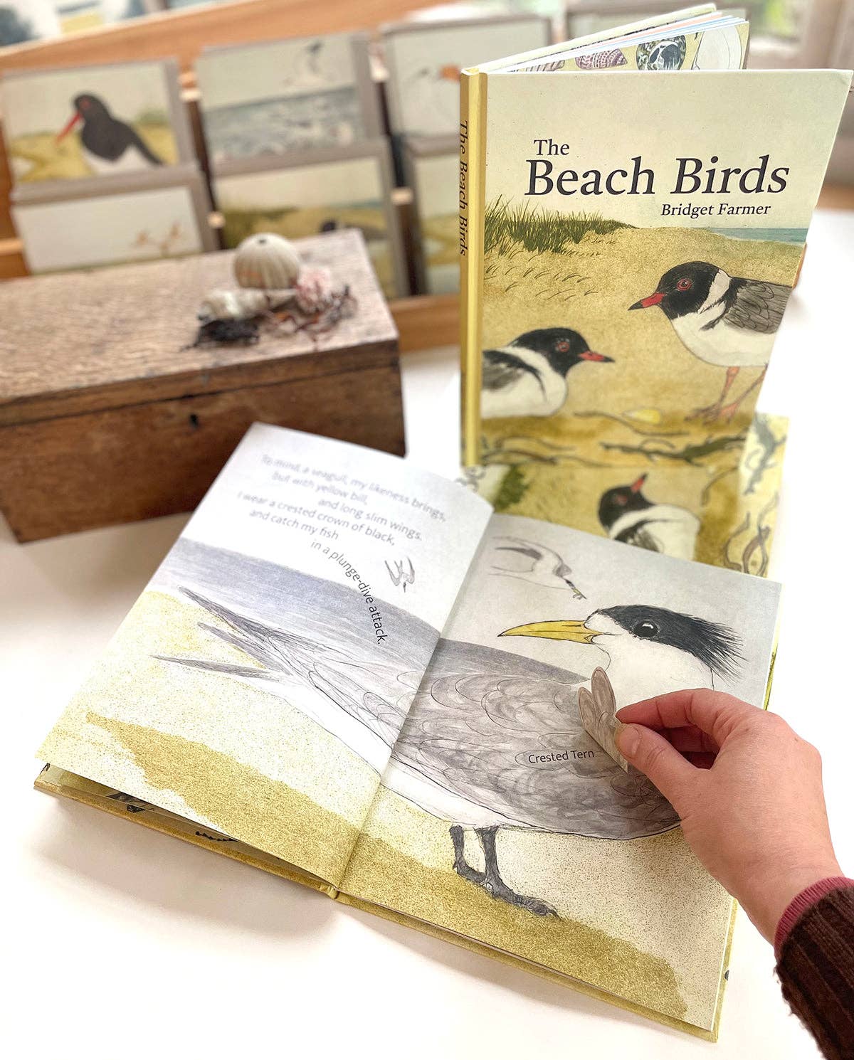 The Beach Birds - Children's Lift The Flap Book by Bridget Farmer (Hard Cover)