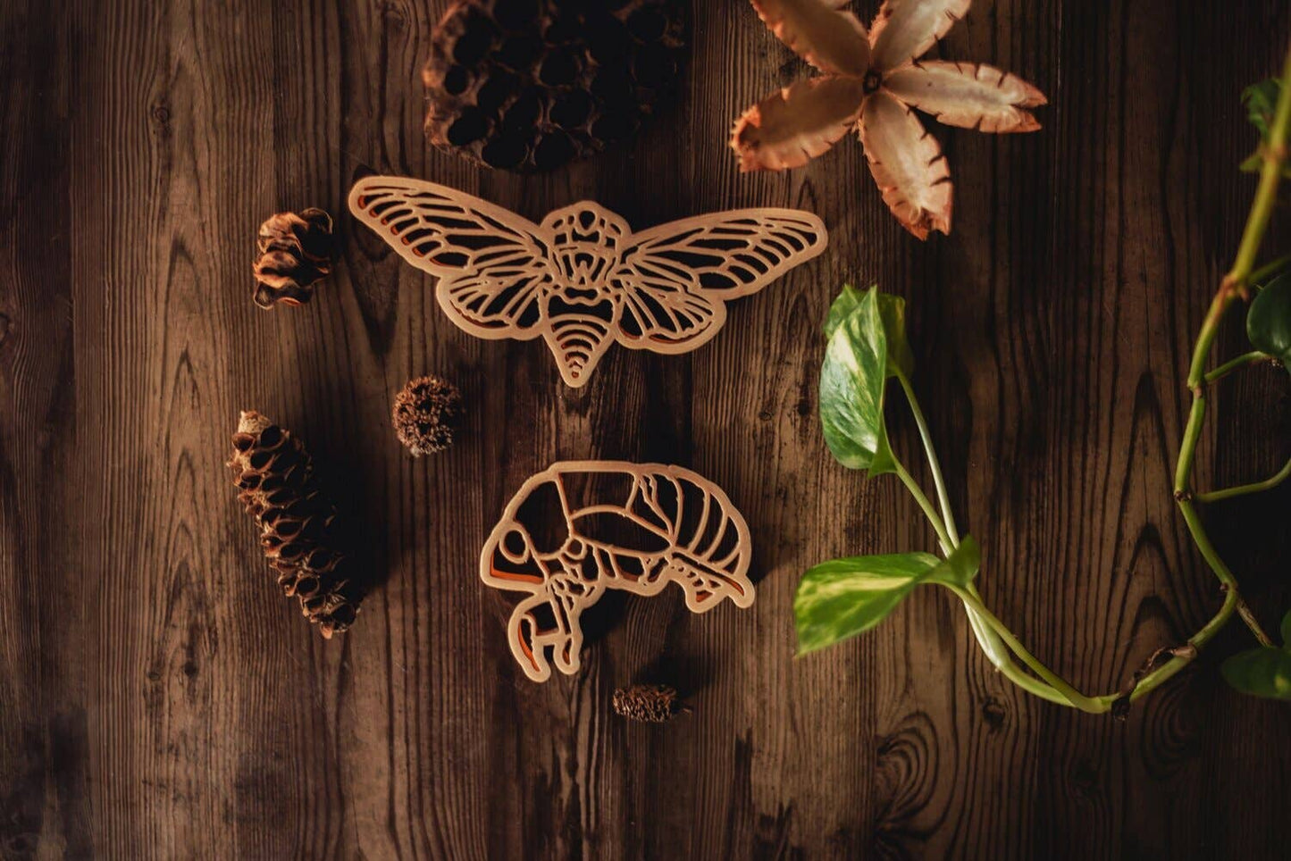 Cicada & Shell Cutter Set - Eco Playdough Tool